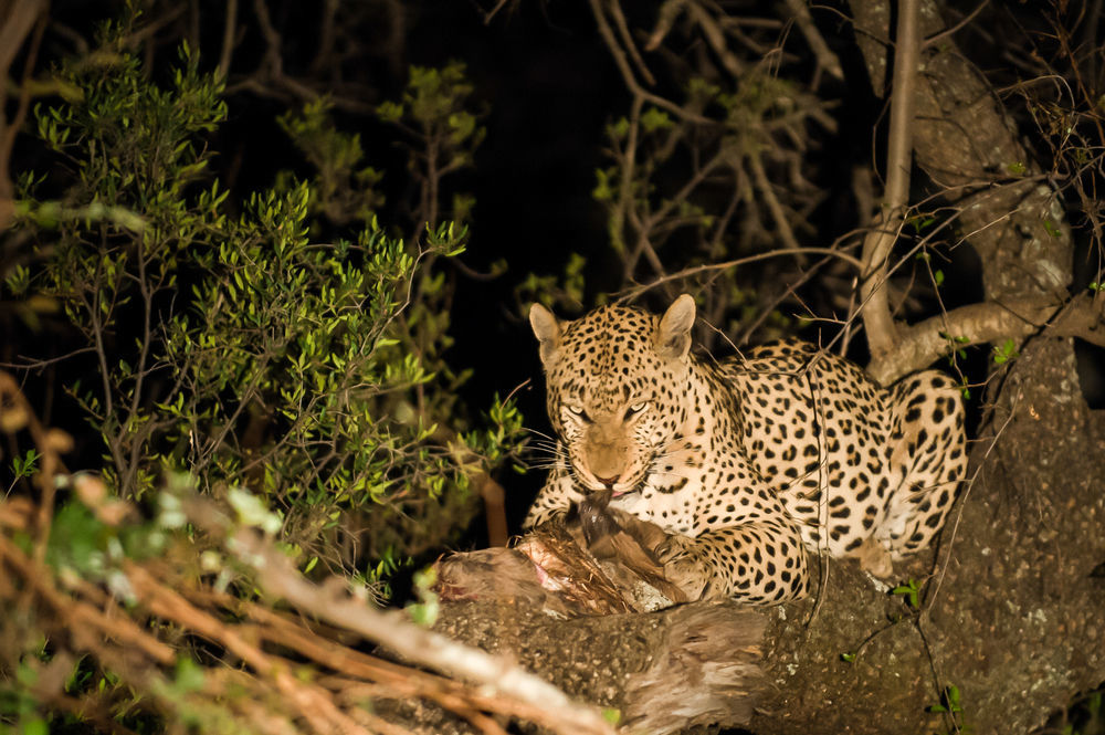 Maninghi Lodge Hoedspruit Eksteriør billede